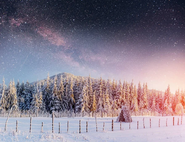Dairy Star Trek Winter Woods Dramatic Picturesque Scene Carpathian Ukraine — Stock Photo, Image