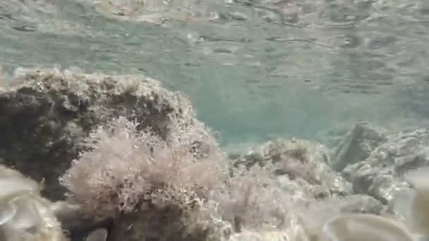 Rekaman bawah air. Taman ganggang di laut. — Stok Video