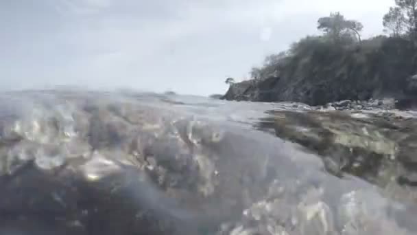 Imágenes submarinas. Jardín de algas en el mar — Vídeos de Stock