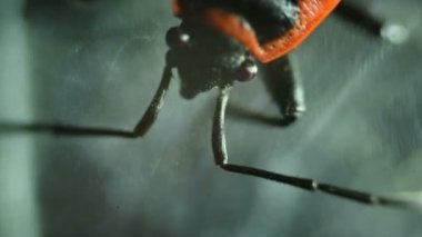 Ortak yatak hata Cimex lectularius alt - yüksek büyütme altında kalıcı slayt plaka