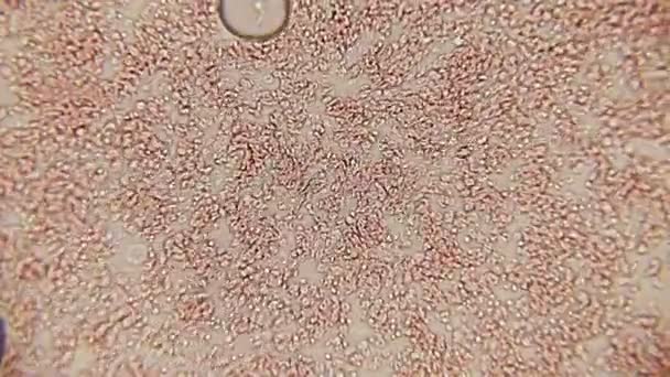 Vér sejtes csatorna, 100 x. Vérlemezkék látott alkotó egy kis út, a halogén bakteriológiai Mikroszkóp a támogatás 100 x nagyítás — Stock videók