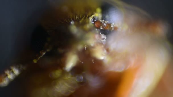 Common bed bug Cimex lectularius underside - permanent slide plate under high magnification — Stock Video