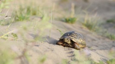 Kaplumbağa yavaş yavaş kum koruyucu kabuğu ile gider.