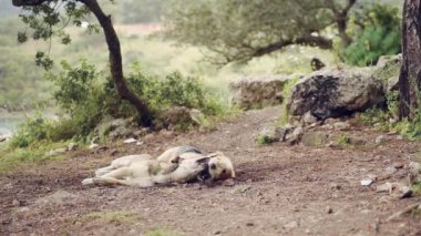 İki büyük köpekler oynuyor, Genç ve mutlu köpek mücadelede closeup