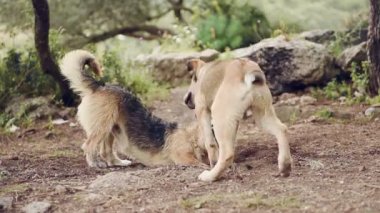 İki büyük köpekler oynuyor, Genç ve mutlu köpek mücadelede closeup