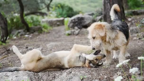 2 匹の大きな犬が遊んでいる、若い幸せな犬の戦いでのクローズ アップ — ストック動画