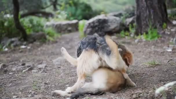 Двоє великих собак грають, крупним планом молодих і щасливих собак у бійці — стокове відео