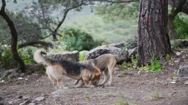 Играют две большие собаки, крупный план молодой и счастливой собаки в бою — стоковое видео