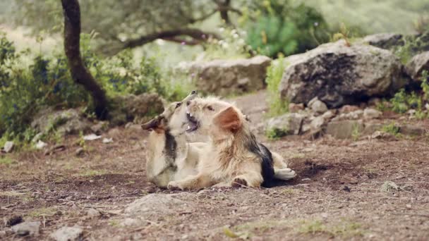 Twee grote honden spelen, close-up voor jonge en happy dog in strijd — Stockvideo