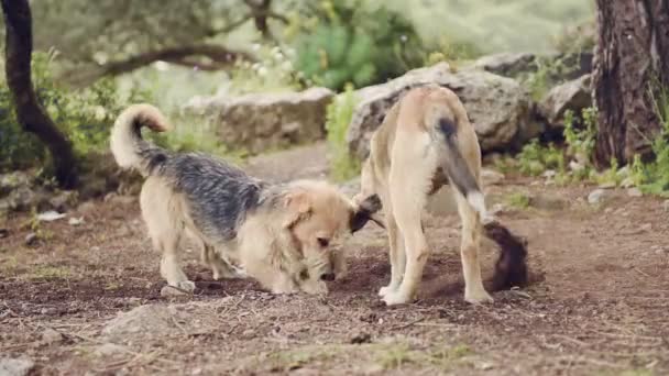 Παίζουν δύο μεγάλα σκυλιά, closeup των νέων και ευτυχισμένος σκύλος στον αγώνα — Αρχείο Βίντεο