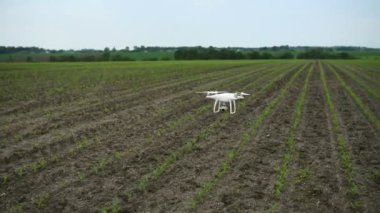 Modern quadcopter kamera uçar ve genç Mısır dikim alanı üzerinde ölçümler yapmak