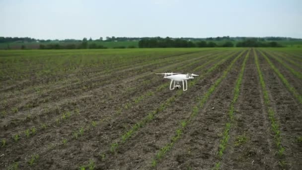 Câmera quadricóptero moderna voa e faz medições sobre um campo de plantio de milho jovem — Vídeo de Stock