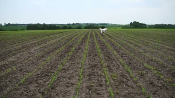 Moderne Quadrocopter-Kamera fliegt und misst über ein Feld mit jungen Maispflanzen — Stockvideo