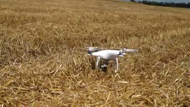 Caméra quadcopter moderne vole et faire des mesures sur un champ de blé moulé — Video