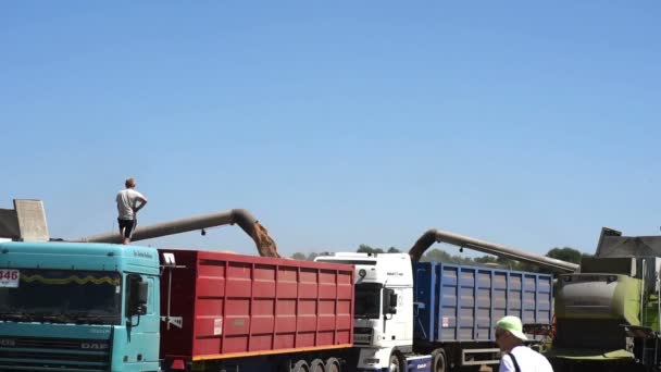 Ternopil-7月20日: 2017年7月20日, 在 ternopil 联合收割机将新鲜收获的小麦转移到拖拉机拖车上运输 — 图库视频影像