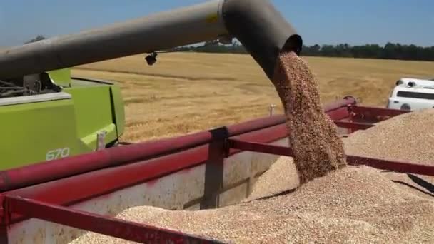 Ternopil - 20. července: Kombajn přenos čerstvě sklizené pšenice do jeho soupravy s přívěsem pro přepravu na 20 července 2017 v Ternopilu — Stock video