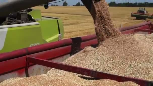 TERNOPIL - JULY 20: Combine harvester transferring freshly harvested wheat to tractor-trailer for transport on July 20, 2017, in Ternopil — Stock Video