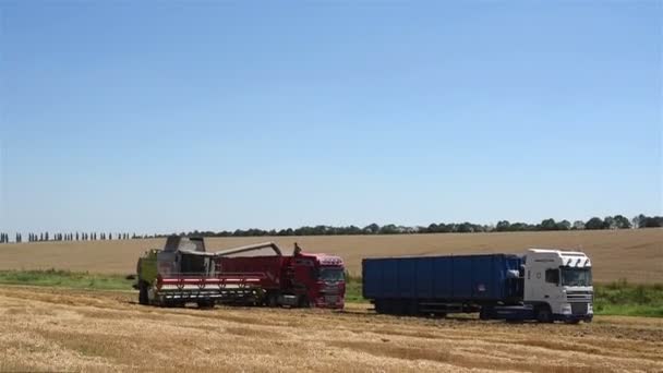 TERNOPIL - JULY 20: Combine harvester transferring freshly harvested wheat to tractor-trailer for transport on July 20, 2017, in Ternopil — Stock Video