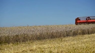 Ternopil - 20 Temmuz: Buğday hasat, 20 Temmuz 2017 yılında Ternopil buğday sahada çalıştığı biçerdöverler