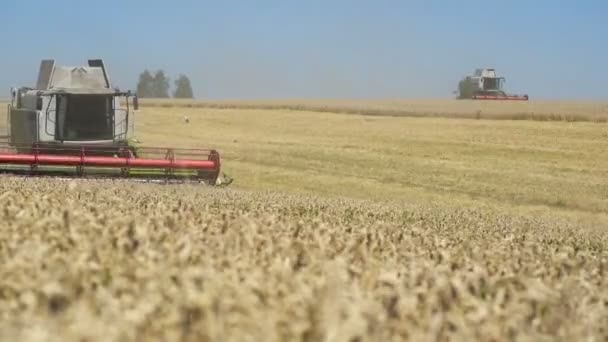 TERNOPIL - 20 LUGLIO: Raccolta del grano, mietitrebbie che lavorano sul campo di grano il 20 luglio 2017, a Ternopil — Video Stock