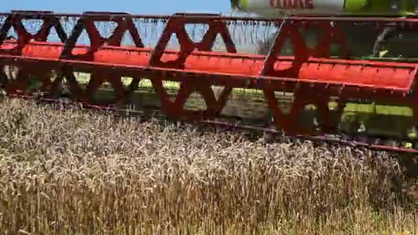 TERNOPIL - 20 LUGLIO: Raccolta del grano, mietitrebbie che lavorano sul campo di grano il 20 luglio 2017, a Ternopil — Video Stock