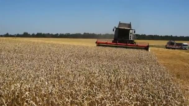 TERNOPIL - JULHO 20: Colheita de trigo, ceifeiras-debulhadoras trabalhando no campo de trigo em 20 de julho de 2017, em Ternopil — Vídeo de Stock
