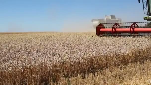 TERNOPIL - 20 DE JULIO: Cosecha de trigo, cosechadoras combinadas trabajando en el campo de trigo el 20 de julio de 2017, en Ternopil — Vídeos de Stock