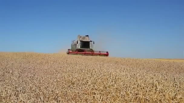 Ternopil - 20. července: Sklizeň pšenice, kombajny pracuje na poli pšenice na 20 července 2017 v Ternopilu — Stock video
