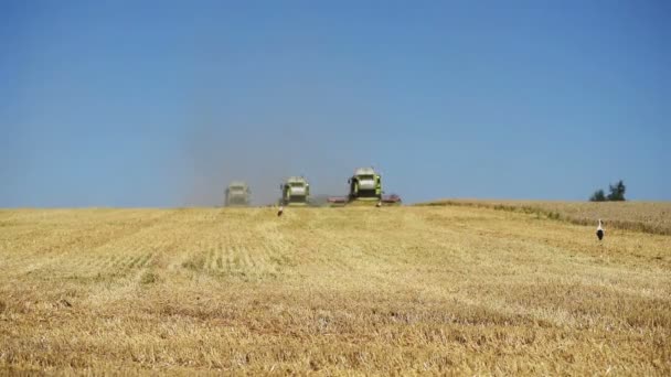 Ternopil - 20. července: Sklizeň pšenice, tři kombajny pracuje na poli pšenice na 20 července 2017 v Ternopilu — Stock video