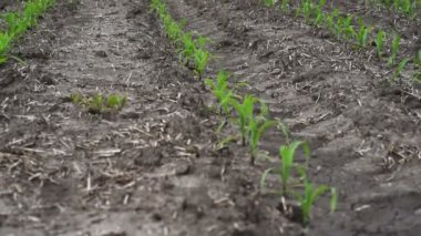 Genç mısır bitkileri alanında