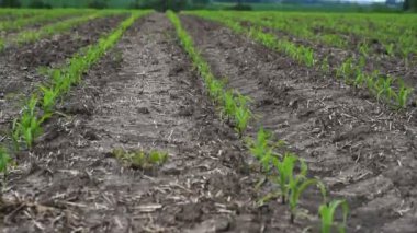 Genç mısır bitkileri alanında