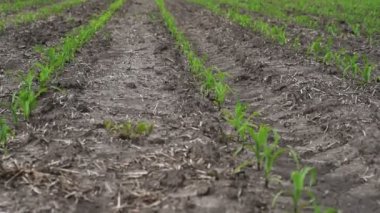 Genç mısır bitkileri alanında