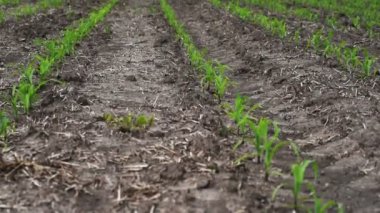 Genç mısır bitkileri alanında.