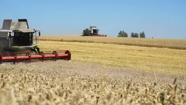 TERNOPIL - 20 DE JULIO: Cosecha de trigo, tres cosechadoras que trabajan en el campo de trigo el 20 de julio de 2017, en Ternopil — Vídeos de Stock