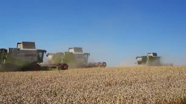 Ternopil Července Sklizeň Pšenice Tři Kombajny Pracuje Poli Pšenice Července — Stock video