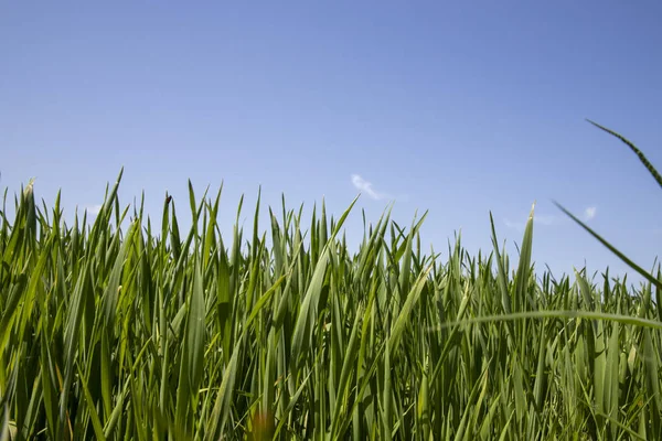 Gras Mit Blauem Himmel — Stockfoto