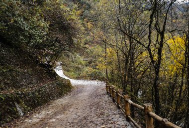 Renkli sonbahar Erlangshan orman Dağı, Yana, Sichuan Eyaleti, Çin.
