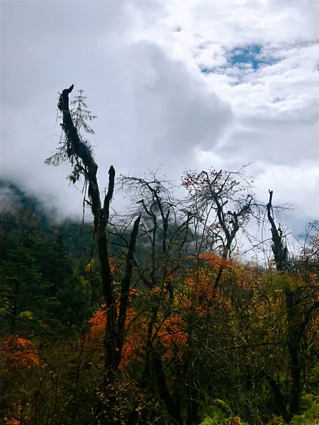 Πολύχρωμο Φθινόπωρο Δάσος Του Erlangshan Βουνού Στην Επαρχία Yana Σιτσουάν — Φωτογραφία Αρχείου