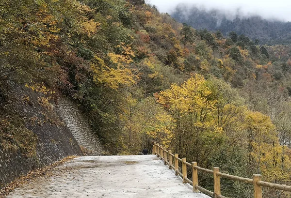 Farbenfroher Herbstwald Des Erlangshan Berges Yana Sichuan Provinz China — Stockfoto