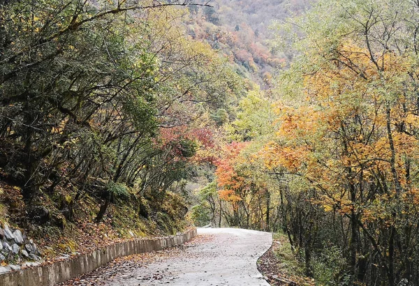 Colorful Autumn Forest Erlangshan Mountain Yana Sichuan Province China — Stock Photo, Image