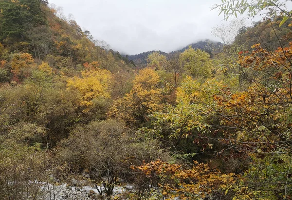 Forêt Automne Colorée Montagne Erlangshan Yana Province Sichuan Chine — Photo