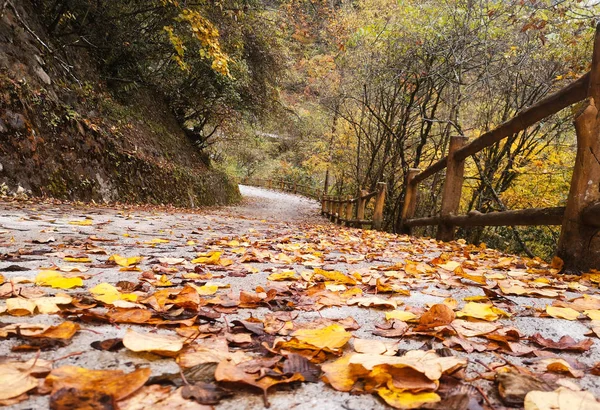 Kleurrijke Herfst Bos Van Erlangshan Berg Provincie Van Yana Sichuan — Stockfoto