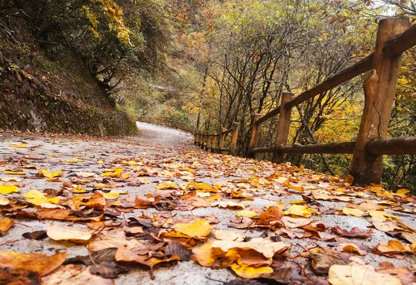 Kleurrijke Herfst Bos Van Erlangshan Berg Provincie Van Yana Sichuan — Stockfoto