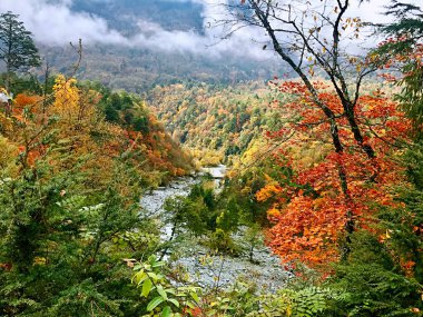 Renkli sonbahar Erlangshan orman Dağı, Yana, Sichuan Eyaleti, Çin.