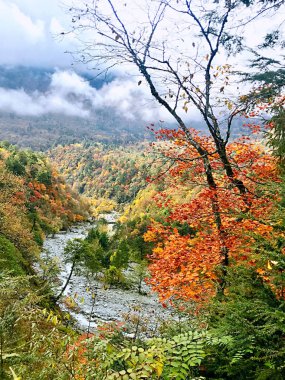 Renkli sonbahar Erlangshan orman Dağı, Yana, Sichuan Eyaleti, Çin.
