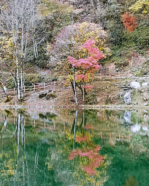 Colorido Bosque Otoño Montaña Erlangshan Yana Provincia Sichuan China — Foto de Stock