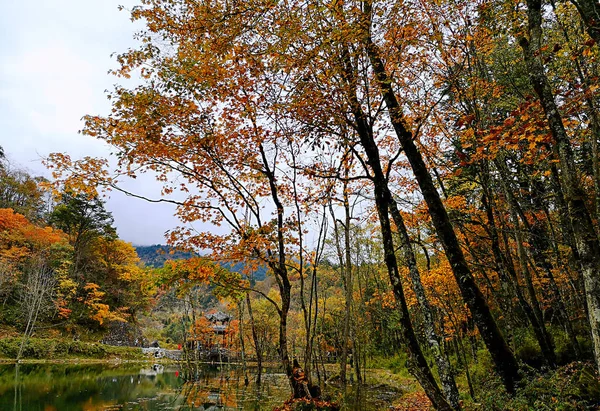 Colorata Foresta Autunnale Della Montagna Erlangshan Yana Provincia Del Sichuan — Foto Stock