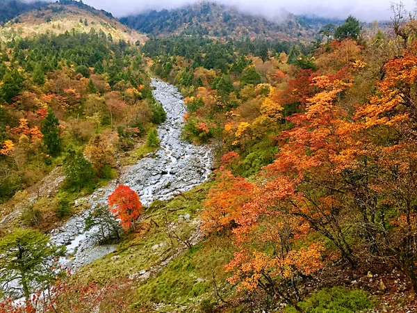 Colorful Autumn Forest Erlangshan Mountain Yana Sichuan Province China — Stock Photo, Image