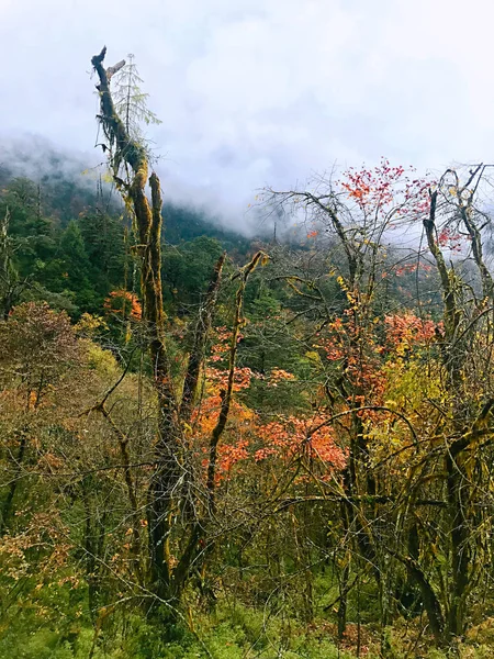 四川省 中国での森林の Erlangshan のカラフルな秋山 — ストック写真