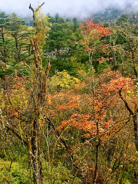 Colorful Autumn Forest Erlangshan Mountain Yana Sichuan Province China — Stock Photo, Image